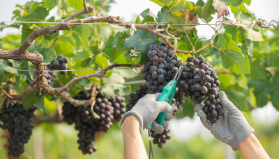La Xunta destina 2 millones de euros a facilitar la financiación para la compra de uva por las bodegas gallegas